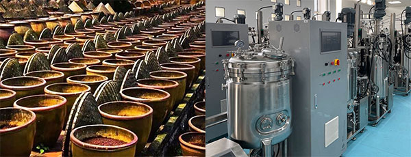 醬油&醋的發(fā)酵 醬油&醋的發(fā)酵